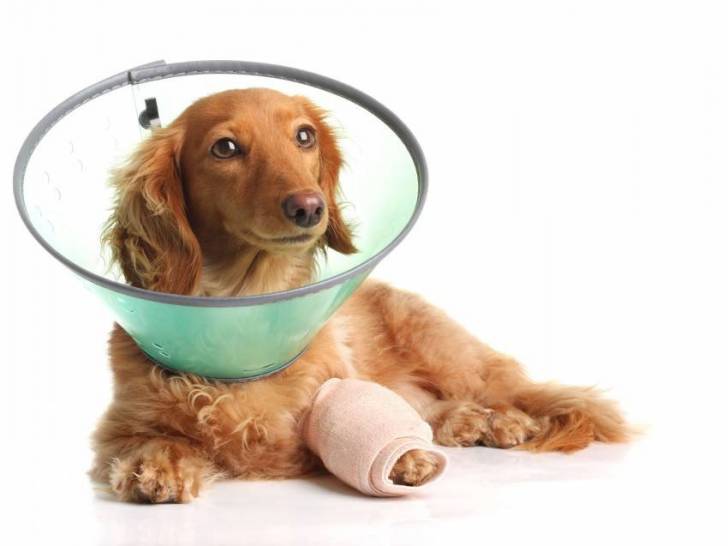 Un Dachshund à la patte cassée portant une collerette