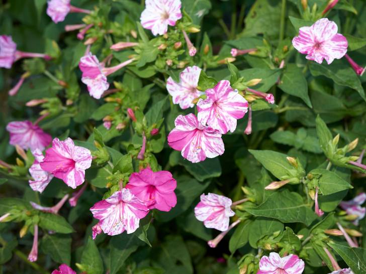 Des belles de nuit avec des fleurs roses et blanches