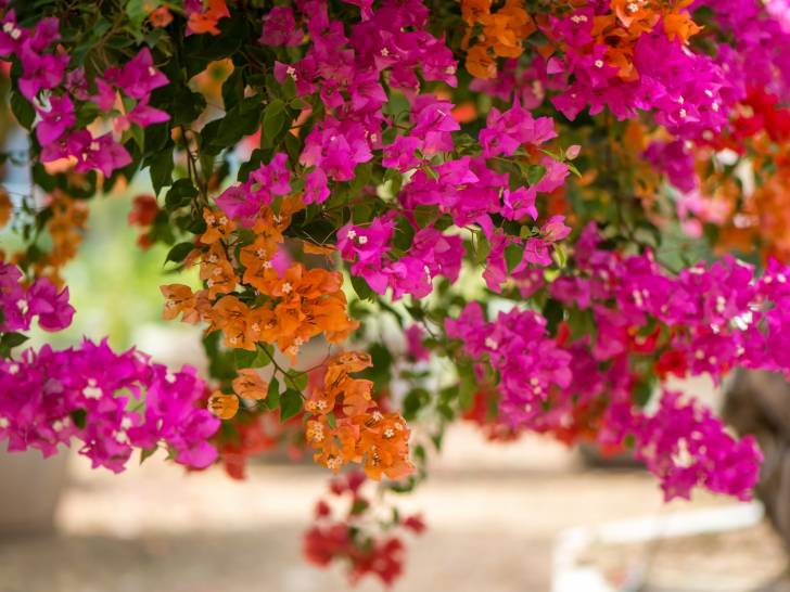 Un bougainvillier avec des fleurs violettes et orange
