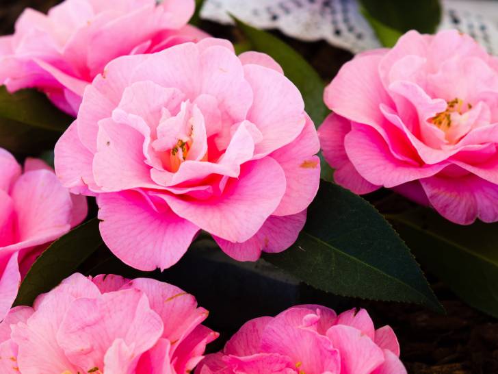 Vue proche de fleurs roses de camélia
