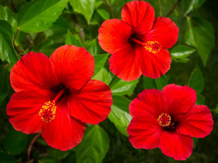 Un hibiscus avec de grandes fleurs rouges