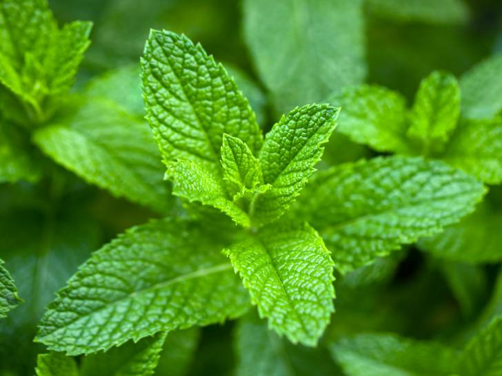 Vue proche de plants de menthe verte