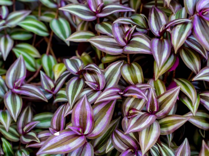 Des plants de misère