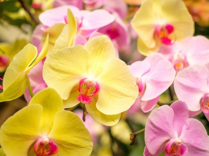 Des fleurs d'orchidée jaune et rose