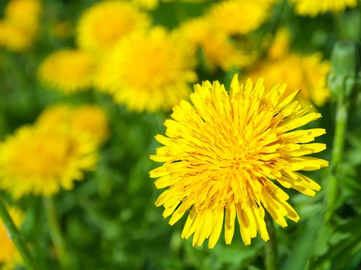 Vue proche de fleurs de pissenlit