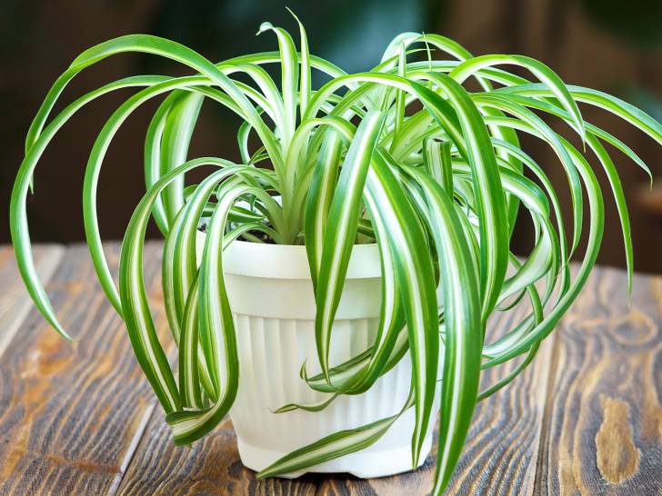 Une plante araignée en pot posée sur une table