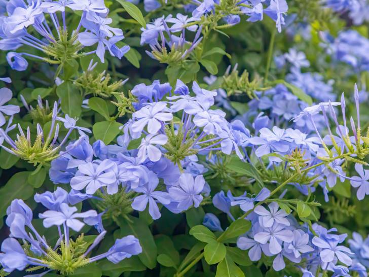 Un plumbago en fleurs