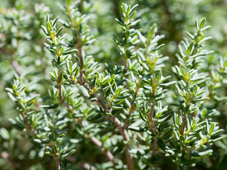Des branches de thym en gros plan