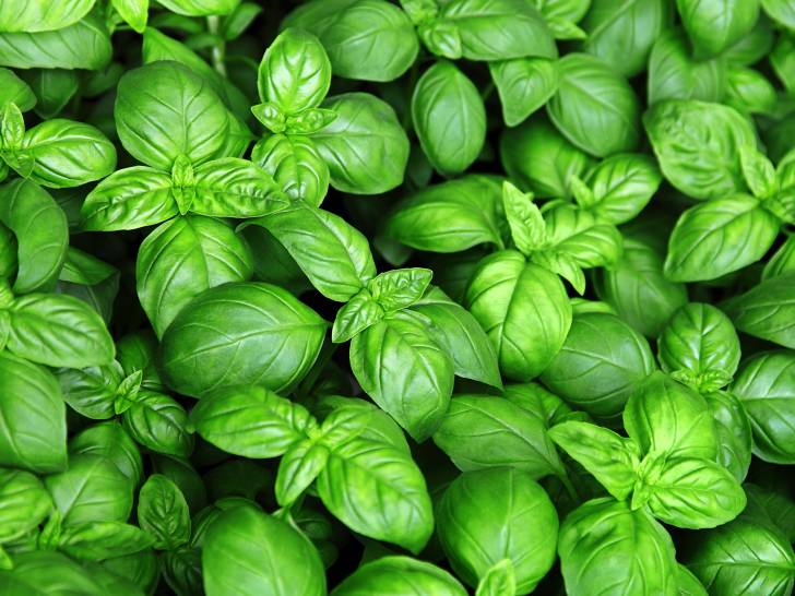 Des plants de basilic en gros plan