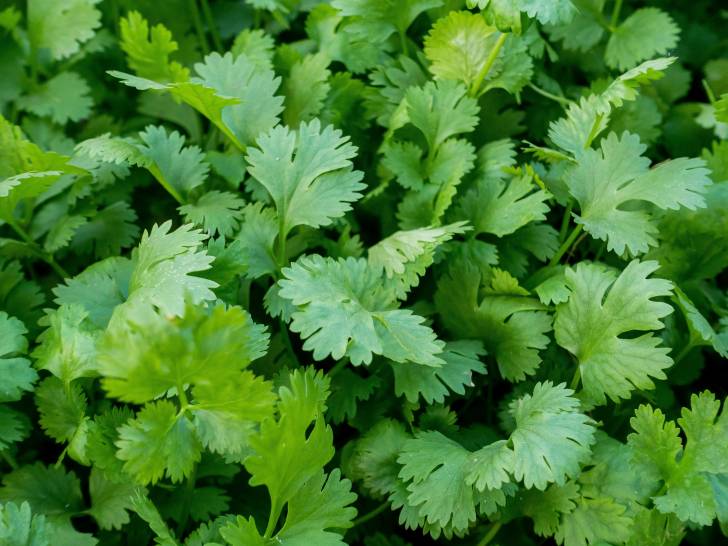 Des plants de coriandre en gros plan