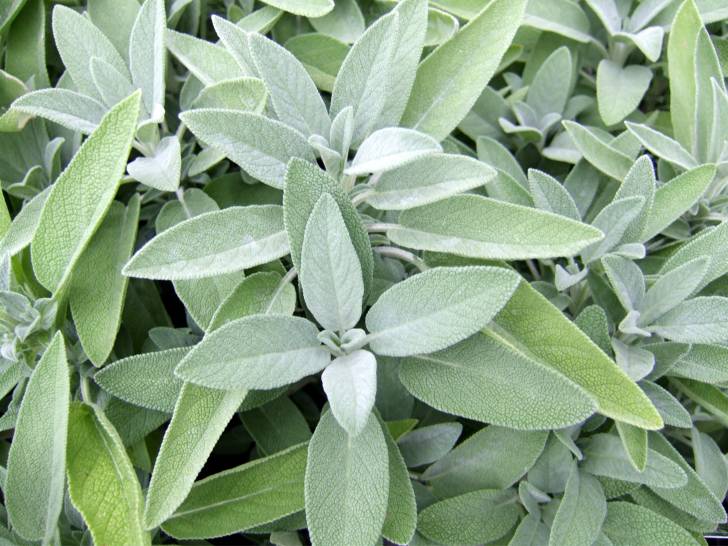Vue proche de sauge dans un jardin
