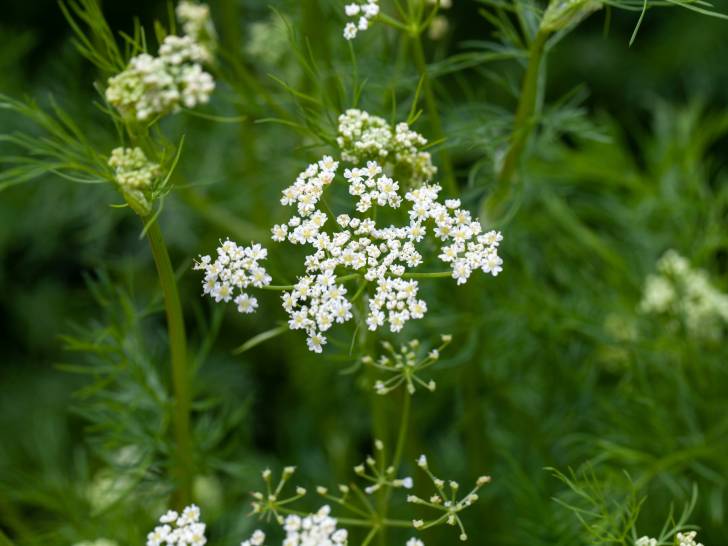 Le cumin, une plante non toxique pour les chiens
