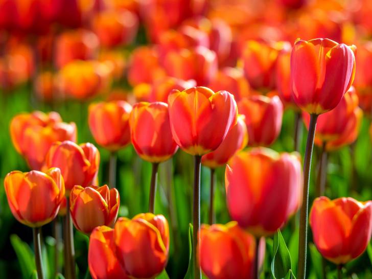 La tulipe est-elle toxique pour les chiens ?