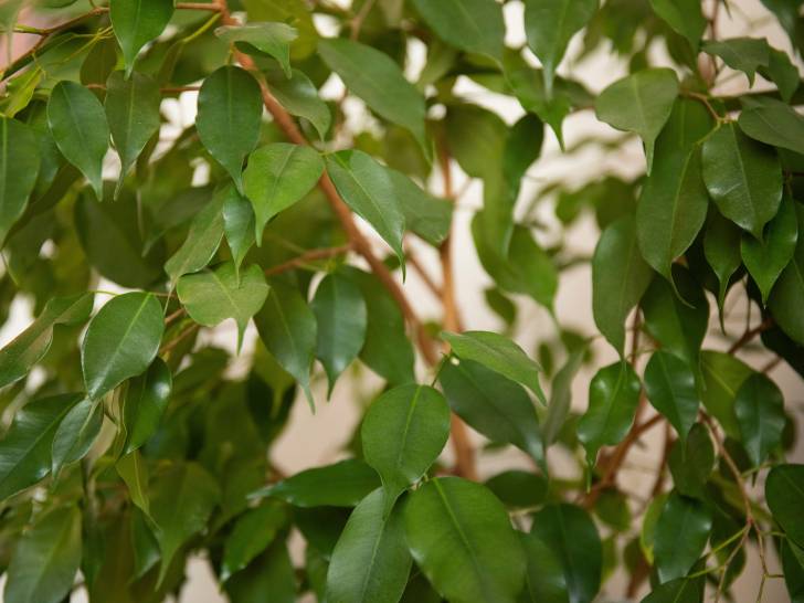 Vue proche d'un ficus dans un appartement