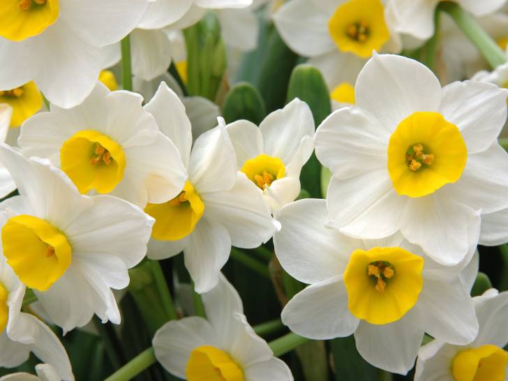 Des narcisses en fleurs dans un jardin