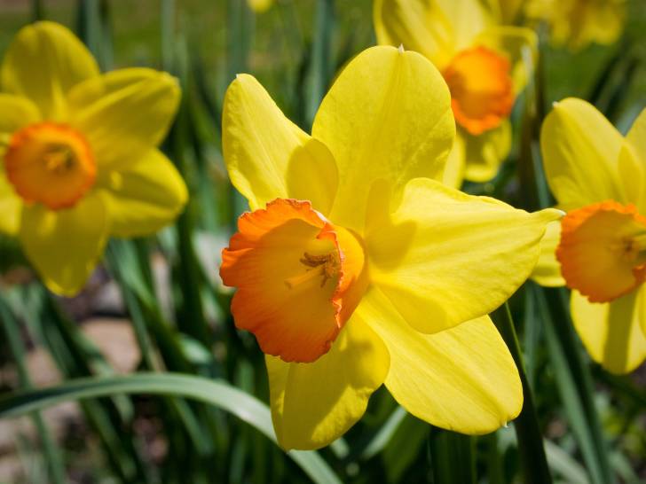 Des jonquilles en fleur dans un jardin