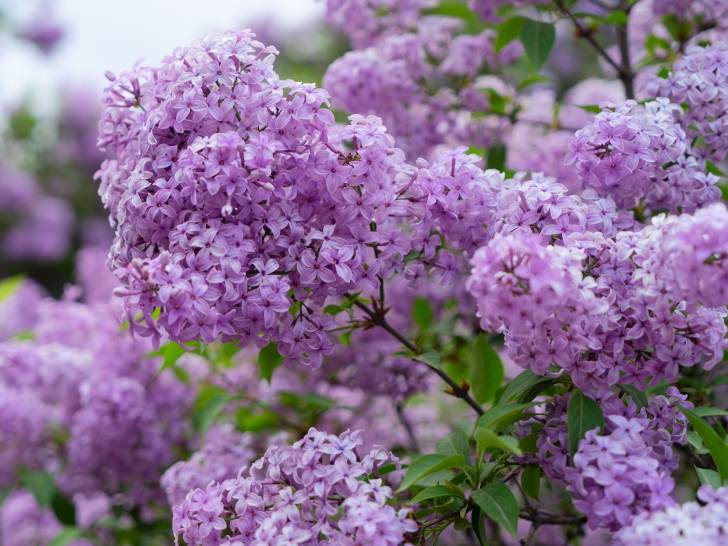 Le lilas est-il toxique pour les chiens ?