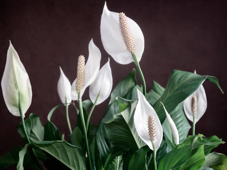 Un spathiphyllum en pot dans une maison