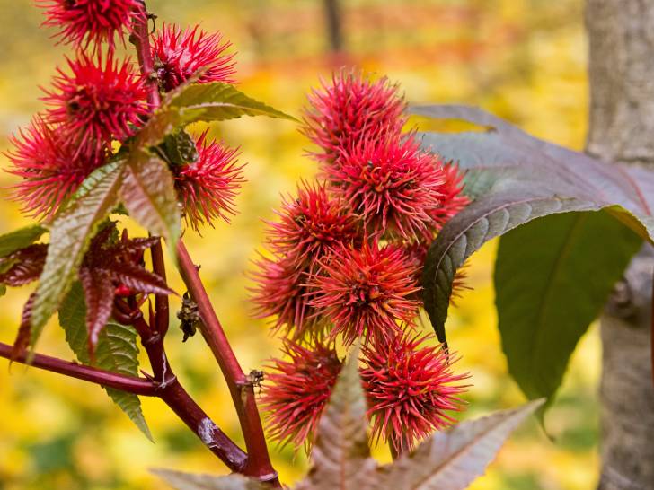 Une branche de ricin avec des fruits toxiques dessus