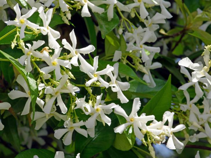 Un jasmin étoilé en fleurs