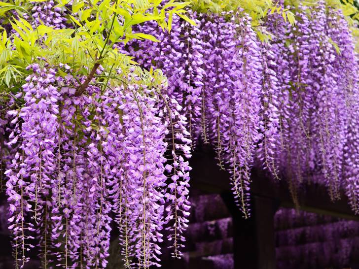 Vue proche d'une glycine en fleurs