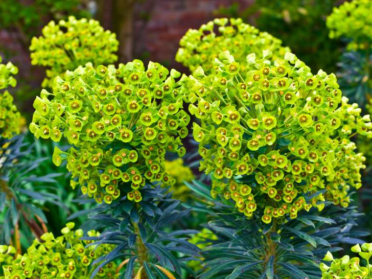 De belles euphorbes en fleur dans un jardin