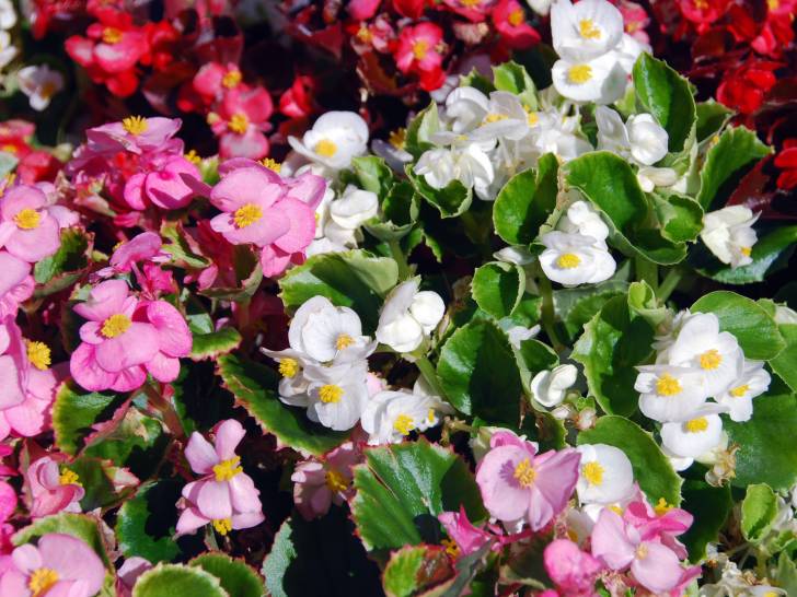 Des bégonias de plusieurs couleurs