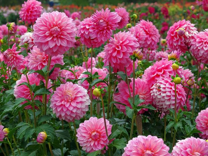 Des fleurs de dahlia roses dans un jardin