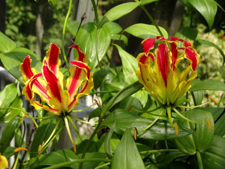 Un gloriosa avec deux belles fleurs jaunes et rouges