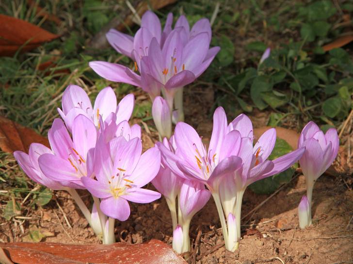 Des colchiques en fleurs dans un jardin