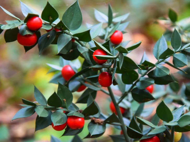 Une branche de fragon avec des fruits rouges dessus