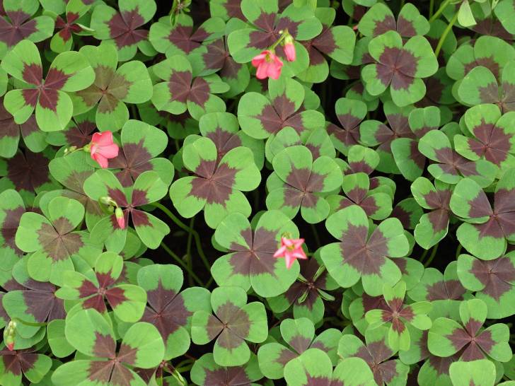 Un champ d'oxalis avec quelques fleurs