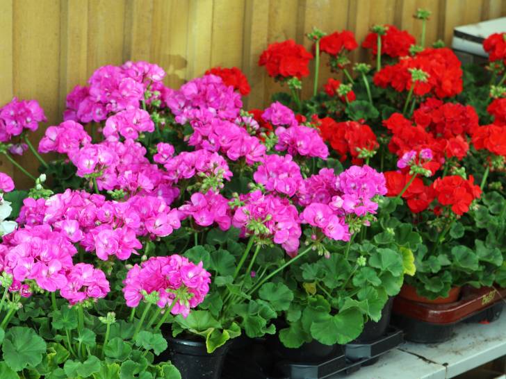 Des géraniums roses et rouges dans des pots