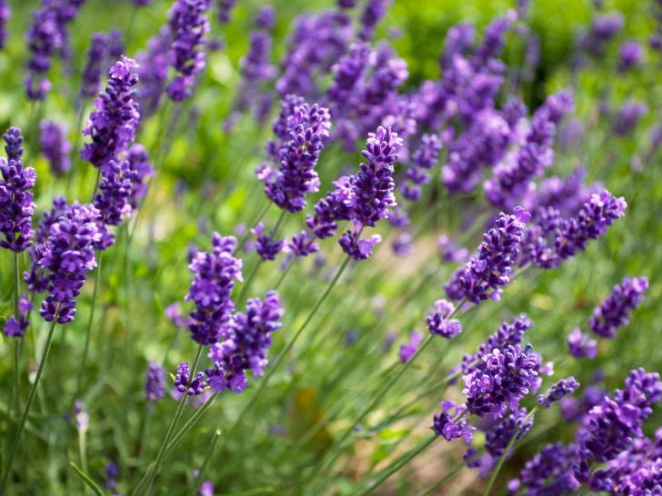 Un massif de lavande tout en fleurs