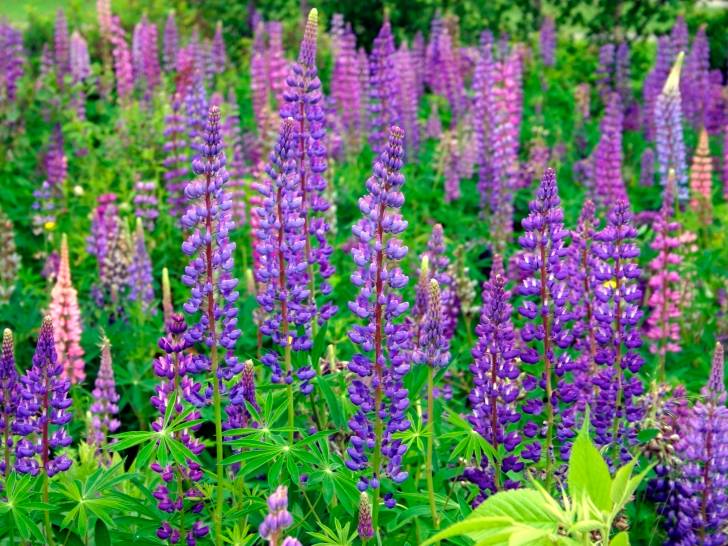 Des lupins avec des fleurs violettes dans un jardin