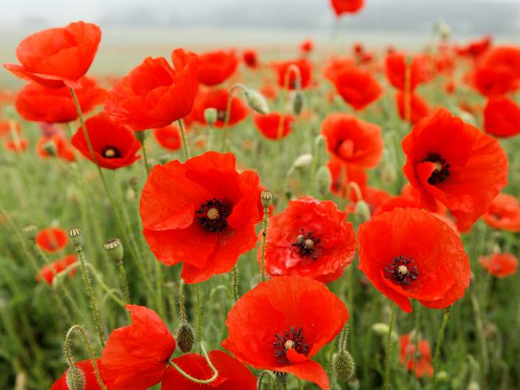Un jardin rempli de coquelicots