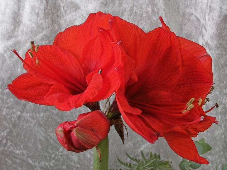 Une amaryllis avec de belles fleurs