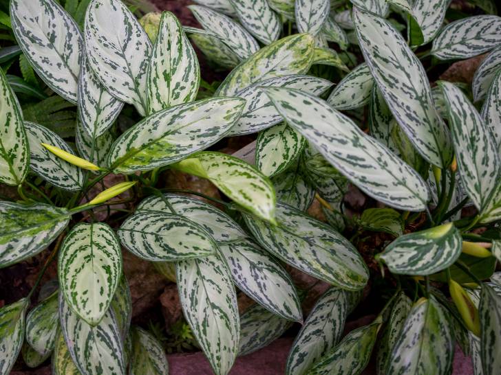 Des aglaonema dans des pots en intérieur
