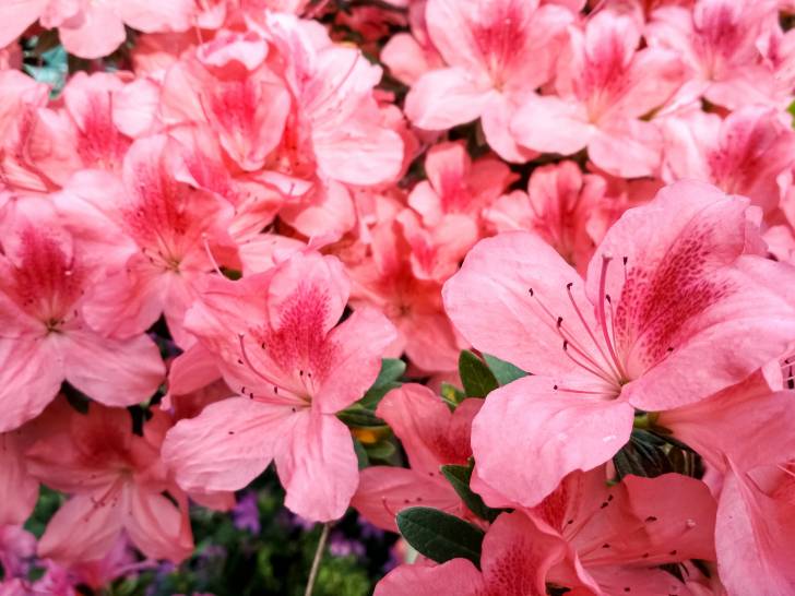 Un azalée tout en fleurs