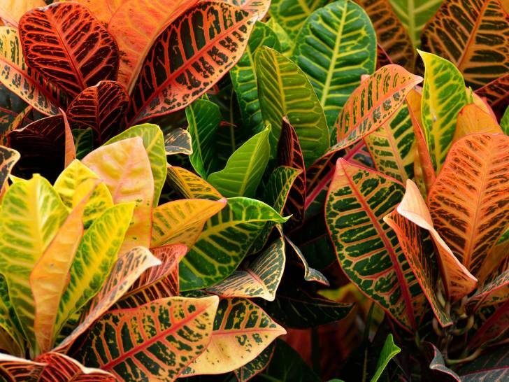 Un croton avec de belles couleurs