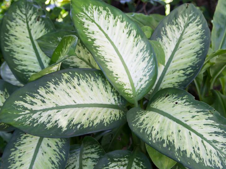 Un dieffenbachia avec de larges feuilles panachées