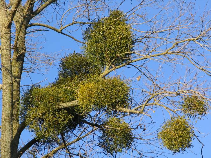 Du gui sur un arbre