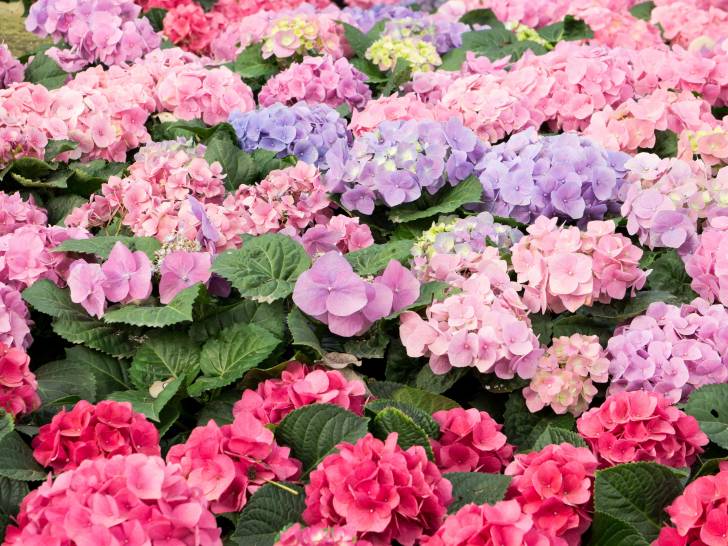 Des hortensias bleus, roses et violets