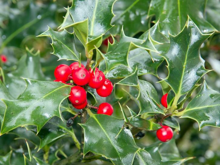 une branche de houx avec des fruits