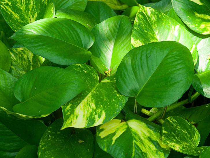 Vue proche d'un philodendron au soleil