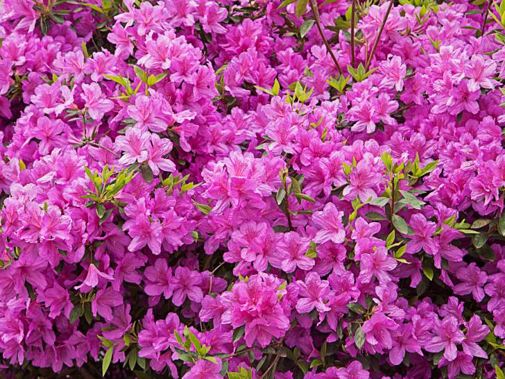 Un rhododendron tout en fleurs
