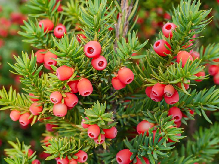Une branche d'if avec des fruits