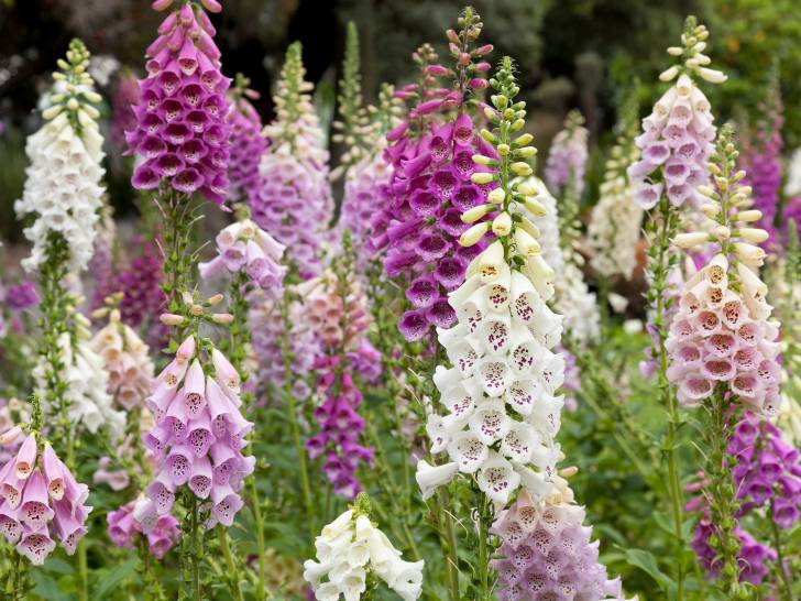 Plein de digitales en pleine floraison