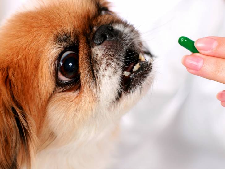 Donner des calmants à son chien pour réduire sa peur du vétérinaire