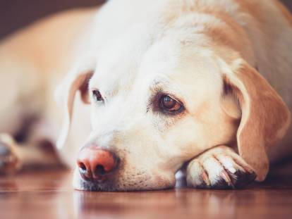 Un chien Labrador souffrant d'anémie